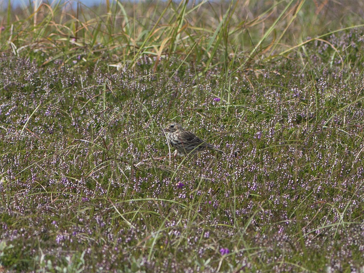 Anthus pratensis